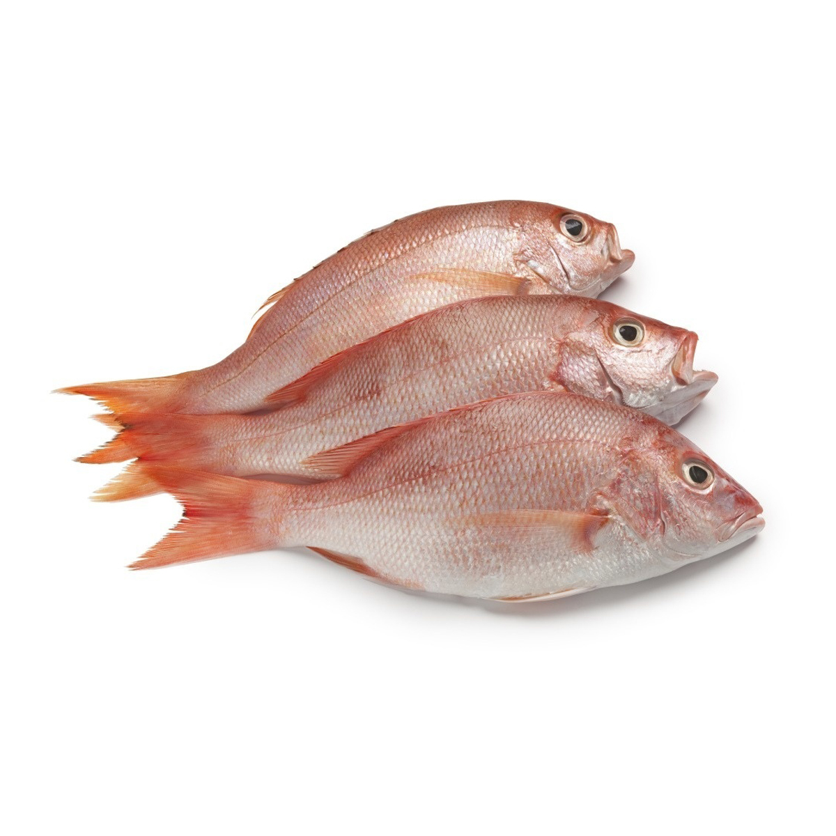 Red Snapper – Sea to C Seafood